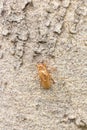 Cicada shell on the tree, close-up of photo Royalty Free Stock Photo