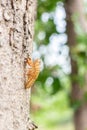 Cicada shell on tree in the garden. (Cicada molt Royalty Free Stock Photo