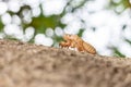 Cicada shell on tree in the garden. (Cicada molt Royalty Free Stock Photo