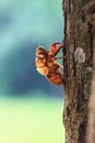 Cicada shell Royalty Free Stock Photo