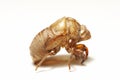 Cicada shell on white