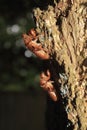 Cicada Shells Attached to a Tree Trunk