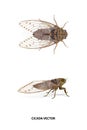 Cicada side and top vector on white background for graphic design,a