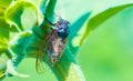 Cicada sit on a sunflower stem Royalty Free Stock Photo