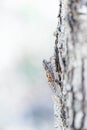 Cicada sit on a tree bark. Cicada on tree close up. Tropical insect sitting on a tree branch Royalty Free Stock Photo