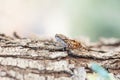 Cicada sit on a tree bark. Cicada on tree close up. Tropical insect sitting on a tree branch Royalty Free Stock Photo