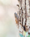Cicada sit on a tree bark. Cicada on tree close up. Tropical insect sitting on a tree branch. Close up of cicada Royalty Free Stock Photo