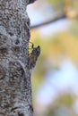 A cicada sits on a fig tree on summer, closeup shot Royalty Free Stock Photo