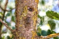 Cicada sitting on the tree trunk, insect in the natural habitat