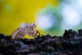 Cicada skin on a branch of wood Royalty Free Stock Photo