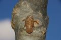 Cicada skin inside trachae detail