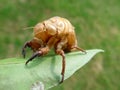 Cicada skin