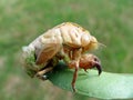 Cicada skin