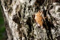 Cicada skin after molting, on natural old tree bark.