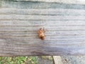 Cicada skin shed on wood board Royalty Free Stock Photo