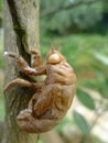 Cicada skin