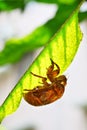 A cicada slough on the leaf. Royalty Free Stock Photo