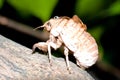 Cicada slough Royalty Free Stock Photo