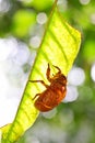 A cicada slough on the leaf. Royalty Free Stock Photo