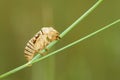 Cicada slough Royalty Free Stock Photo