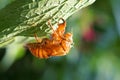 Cicada slough Royalty Free Stock Photo