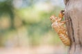Cicada slough Royalty Free Stock Photo