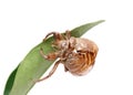 Cicada slough Royalty Free Stock Photo