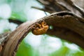 Cicada slough, insect, nature Royalty Free Stock Photo