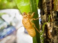 Cicada slough Royalty Free Stock Photo