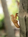 Cicada slough holding Royalty Free Stock Photo