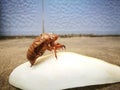 Cicada slough standing on the magnolia pedal Royalty Free Stock Photo
