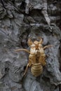 Cicada slough Royalty Free Stock Photo