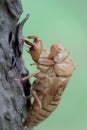 Cicada slough Royalty Free Stock Photo