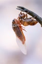 Cicada sloughing off its gold shell with blurred background