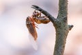 Cicada sloughing off its gold shell