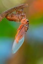 Cicada sloughing off its gold shell