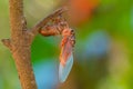 Cicada sloughing off its gold shell