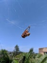 Cicada in spiderweb in Australia