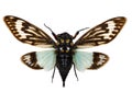 Cicada spread