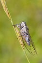 Cicada on stem Royalty Free Stock Photo