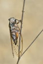 Cicada on stem Royalty Free Stock Photo