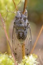 Cicada on stem Royalty Free Stock Photo