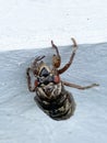 Cicada still in shell