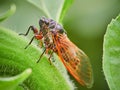 Cicada on a sunflower closeup Royalty Free Stock Photo