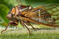 Closeup Detail of a Cicada on Sunflower Stalk Royalty Free Stock Photo