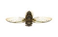 Cicada Tibicen Davisi