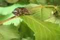 Cicada Tibicen Davisi