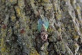 Cicada on top of shell