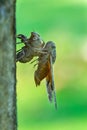 Cicada - the transformation into an adult insect.