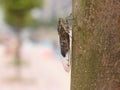 Cicada on a tree Royalty Free Stock Photo
